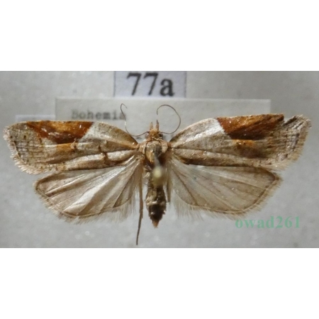 Acleris laterana (Fabricius, 1794) Czech77a